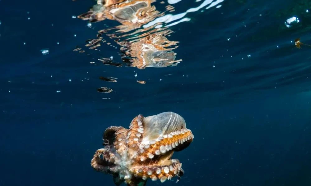 Τα χταπόδια μπορούν να χτίσουν τον επόμενο πολιτισμό λέει βιολόγος